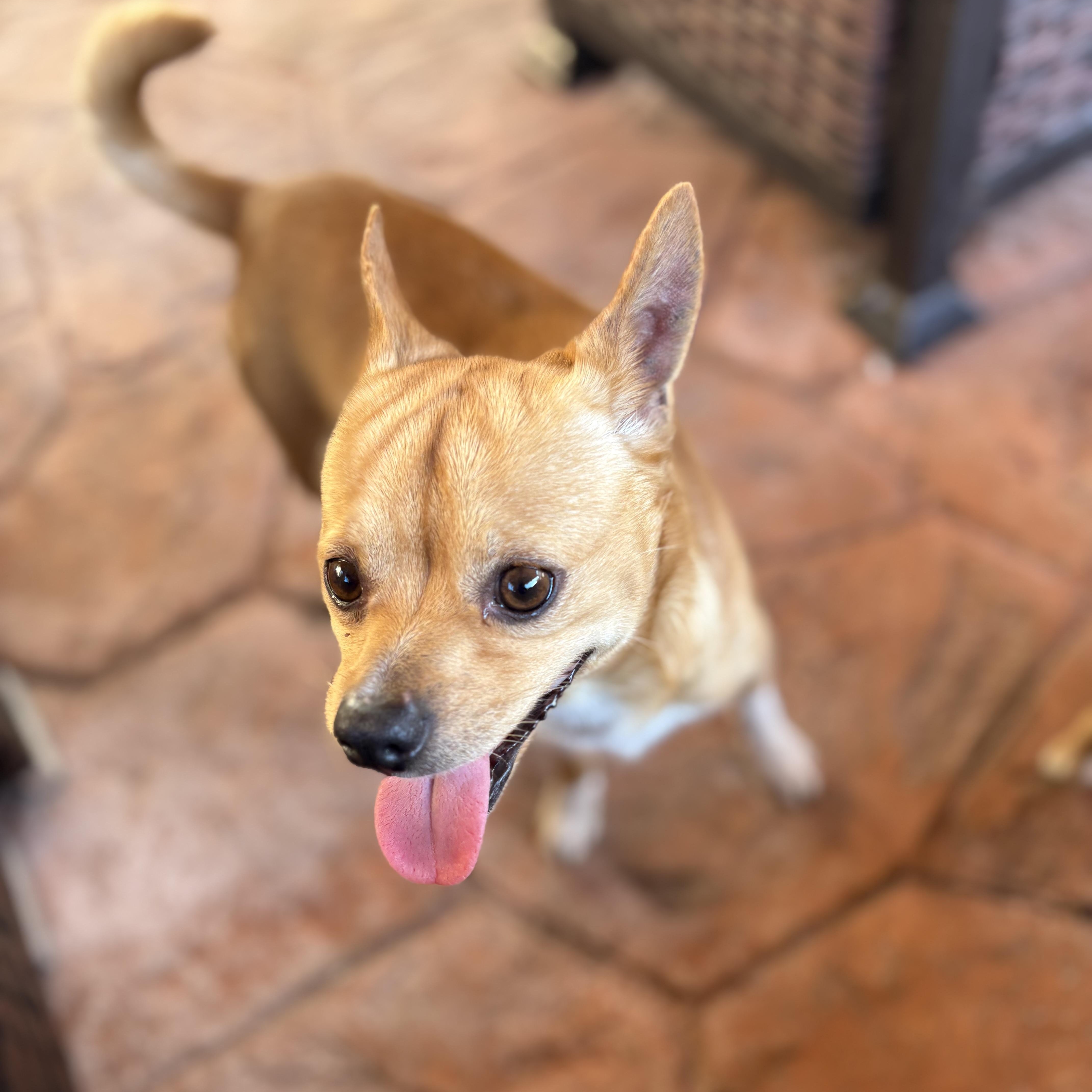 A baby small-sized male Golden Chihuahua dog named Cortadito for adoption in Miramar, FL