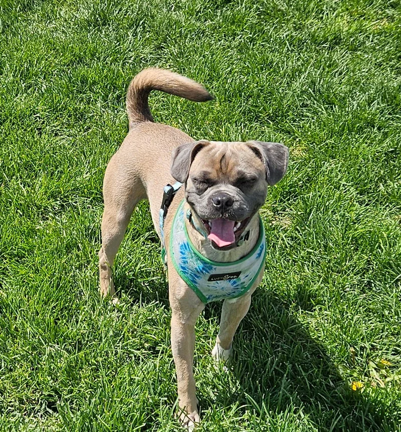Donahue BLT thumbnail 3