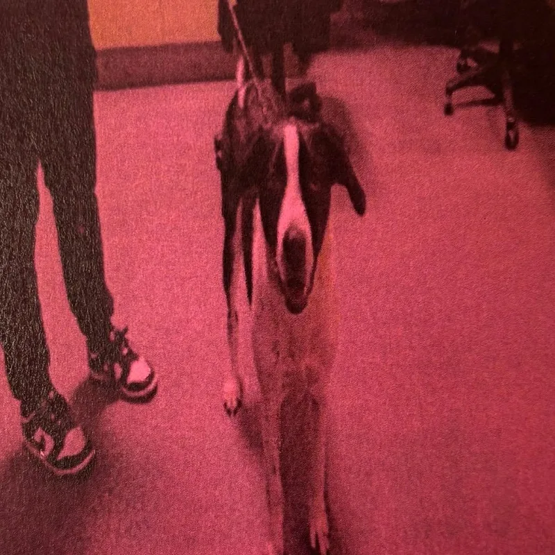 An adult large-sized female Black Labrador Retriever dog named Lara A for adoption in Mission Hills, CA