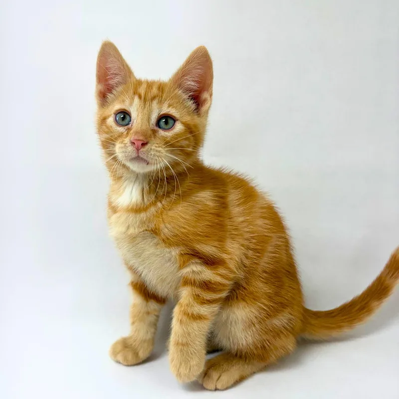 A baby medium-sized male Orange / Red American Shorthair cat named Joey for adoption in Pasco, WA