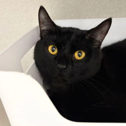 A young small-sized male Domestic Short Hair cat named Quincy for adoption in Aurora, CO