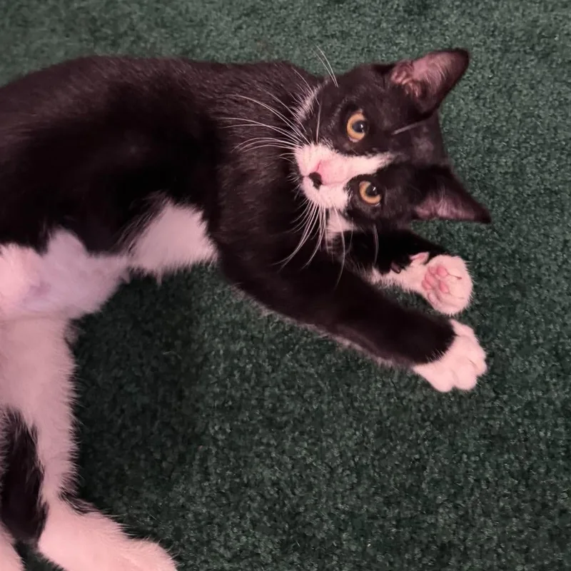 A baby medium-sized female Black & White / Tuxedo Domestic Short Hair cat named Charlie for adoption in Fairborn, OH