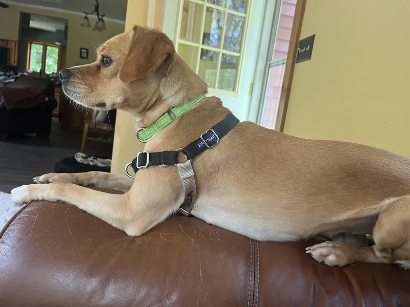 An adult small-sized female Yellow / Tan / Blond / Fawn Pug dog named Gia for adoption in Athens, NY