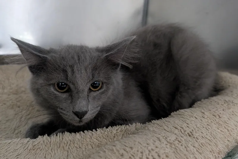 A young small-sized female Gray / Blue / Silver Domestic Short Hair cat named Maggie Mae for adoption in New Ulm, MN
