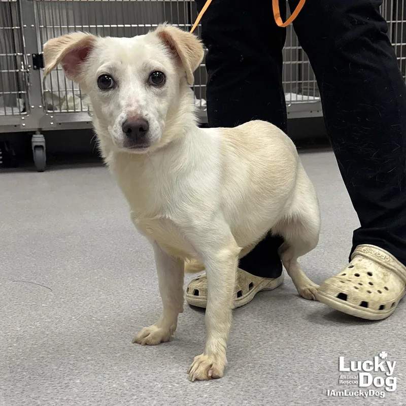 A young small-sized female Retriever dog named Clementine for adoption in Washington, DC