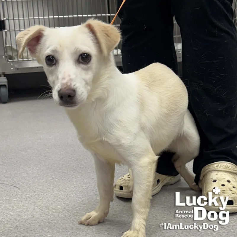 Clementine thumbnail 2