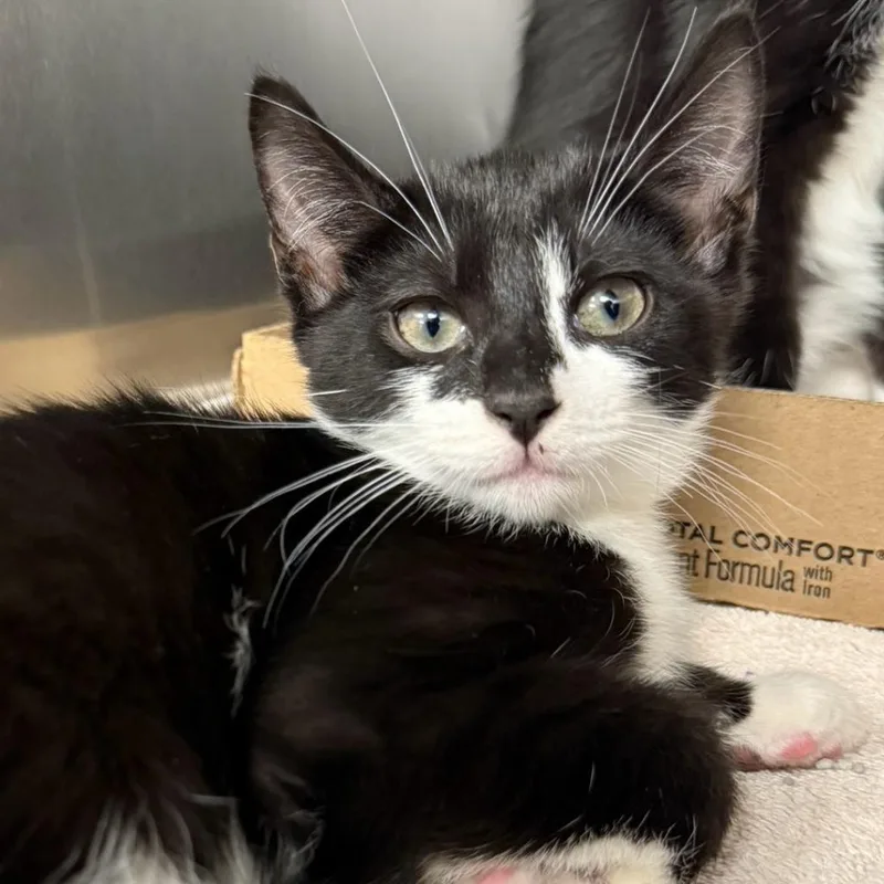 An adult medium-sized male Black Domestic Short Hair cat named Tim Purry for adoption in Martinsville, VA