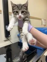 A baby small-sized female Domestic Short Hair cat named Brooks for adoption in West Chester, PA