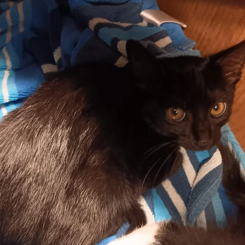 A baby small-sized male Black Domestic Short Hair cat named Kyo for adoption in Mooresville, NC