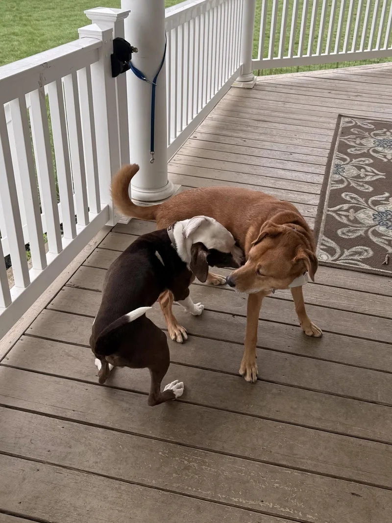 A young medium-sized male American Staffordshire Terrier dog named Roo for adoption in Tonawanda, NY