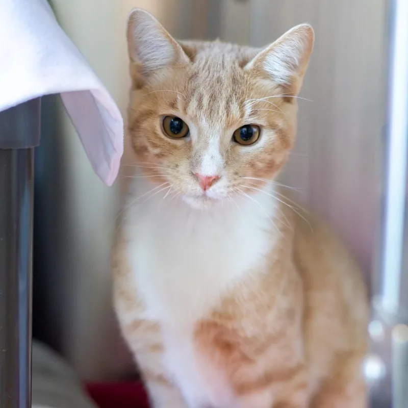 A young medium-sized male Orange / Red Domestic Short Hair cat named Android for adoption in Newark, DE