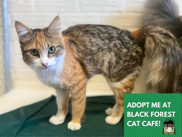 A young small-sized female Domestic Medium Hair cat named Hannah for adoption in Fort Wayne, IN