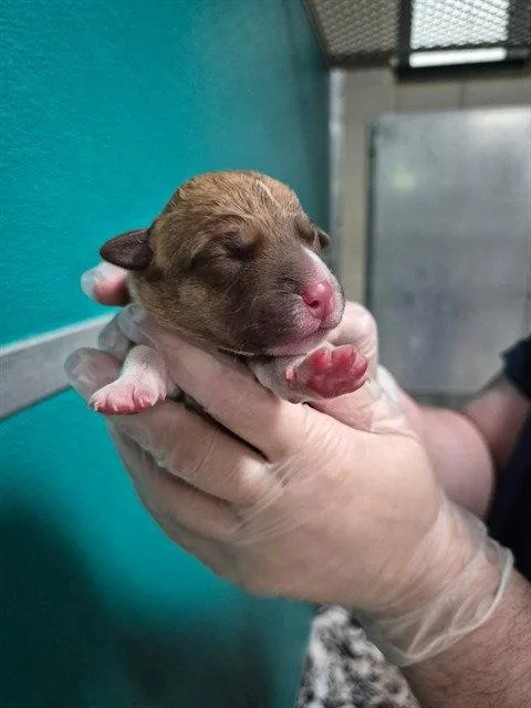 A baby medium-sized male Mixed Breed dog named Ridge for adoption in Holbrook, NY