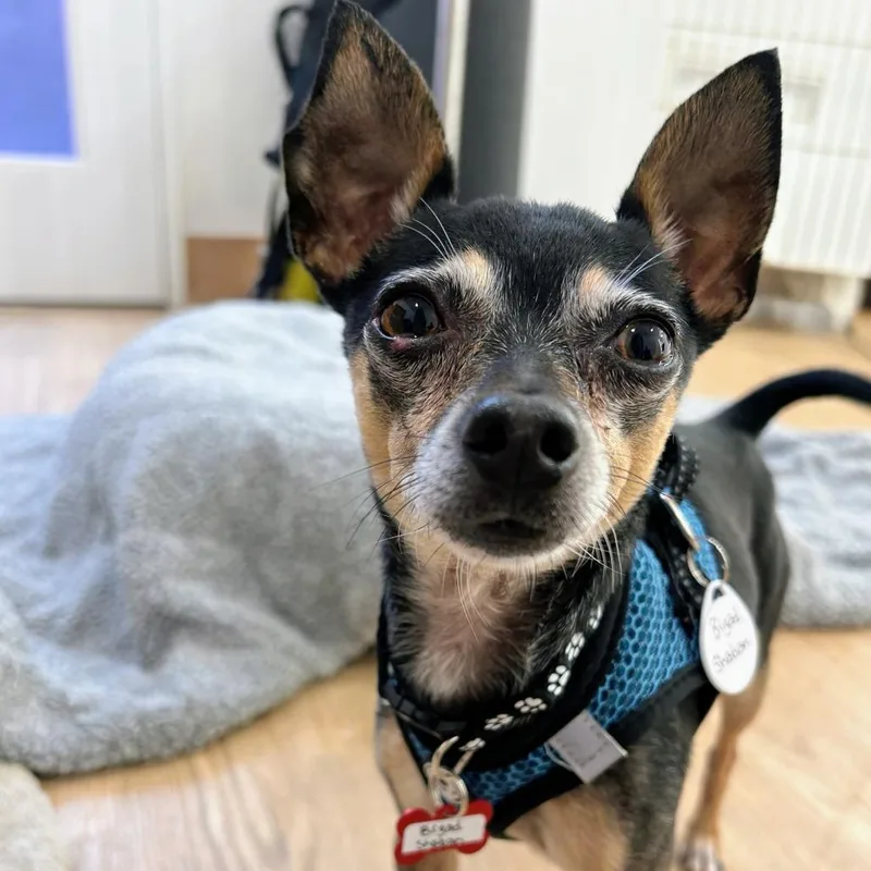 A senior small-sized male Black Chihuahua dog named Bigad Shaban for adoption in San Francisco, CA