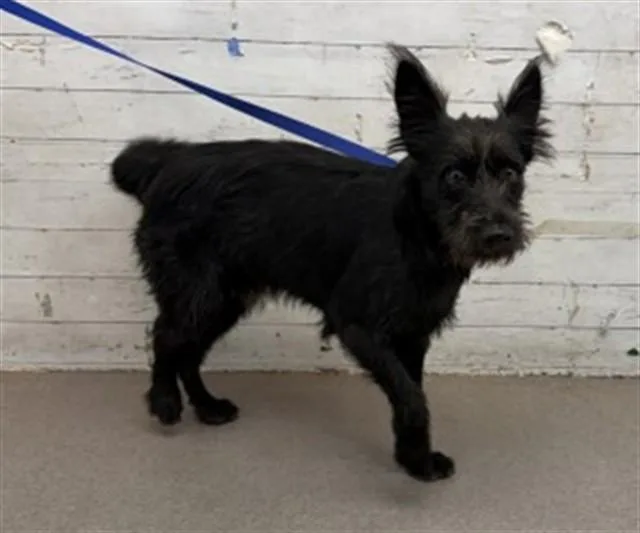 A young medium-sized male Irish Terrier dog named Mateo for adoption in San Bernardino, CA