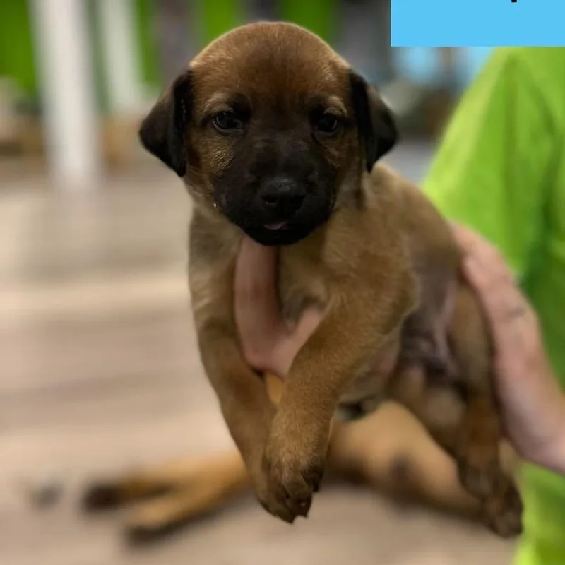 A baby medium-sized male Brown / Chocolate Cattle Dog named Cappuccino for adoption in Tampa, FL