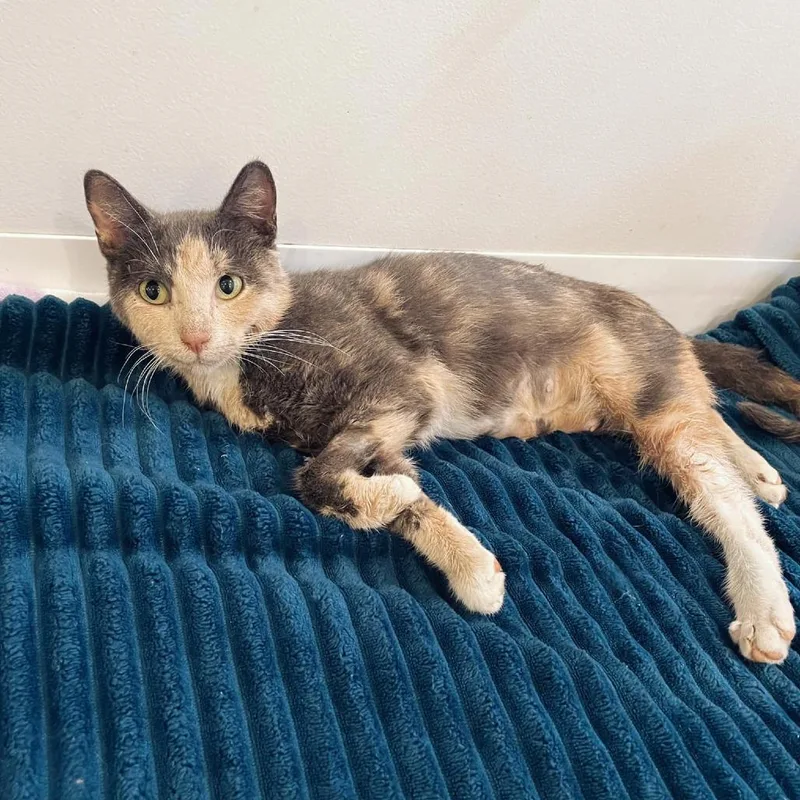 An adult medium-sized female Tortoiseshell Domestic Short Hair cat named Bunny for adoption in Forest Park, IL