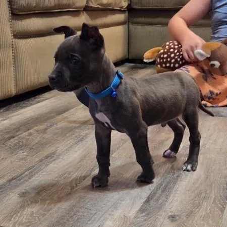 A baby small-sized male Black Chihuahua dog named Grace for adoption in Chattanooga, TN