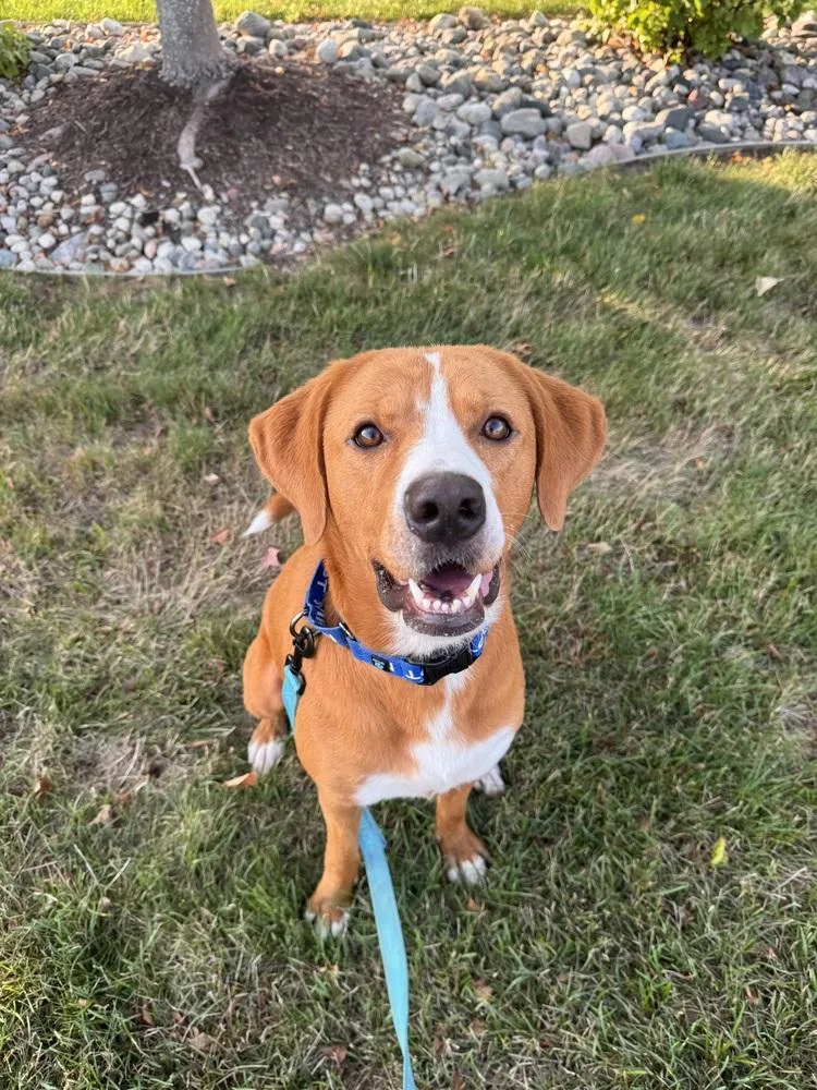 An adult large-sized female White / Cream Mixed Breed dog named Macie for adoption in Lansing, MI