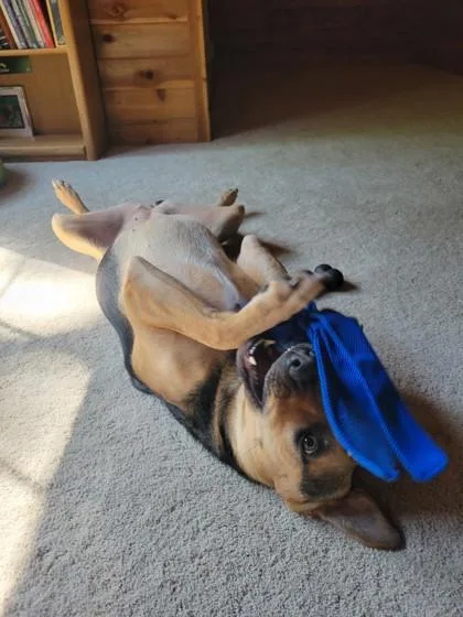 An adult large-sized female Mixed Breed dog named Pookies for adoption in Atlanta, GA