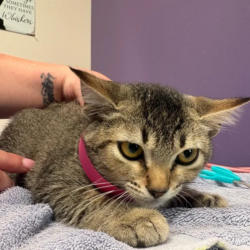 A young small-sized female Domestic Short Hair cat named Arabella for adoption in Englewood, FL