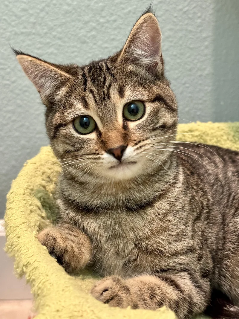 A young medium-sized female Domestic Short Hair cat named Teddy for adoption in Carlsbad, CA