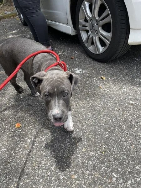 A baby medium-sized male Pit Bull Terrier dog named Moo Deng for adoption in Mobile, AL