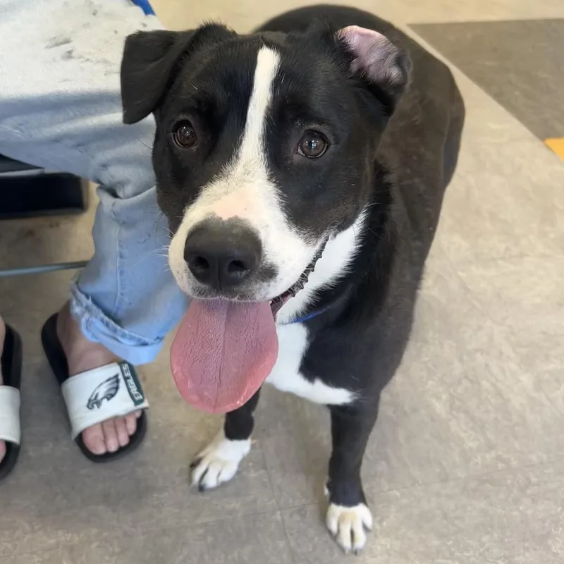 An adult medium-sized female Black Mixed Breed dog named Evie for adoption in Philadelphia, PA