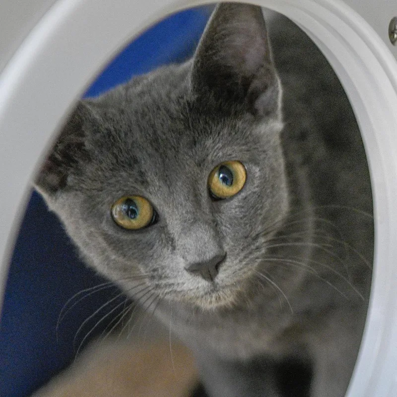An adult medium-sized female Gray / Blue / Silver Domestic Short Hair cat named Smokey for adoption in Redwood City, CA
