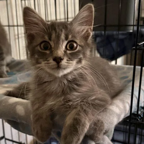 A baby small-sized male Gray / Blue / Silver Tabby cat named Jon Snow for adoption in Edmond, OK