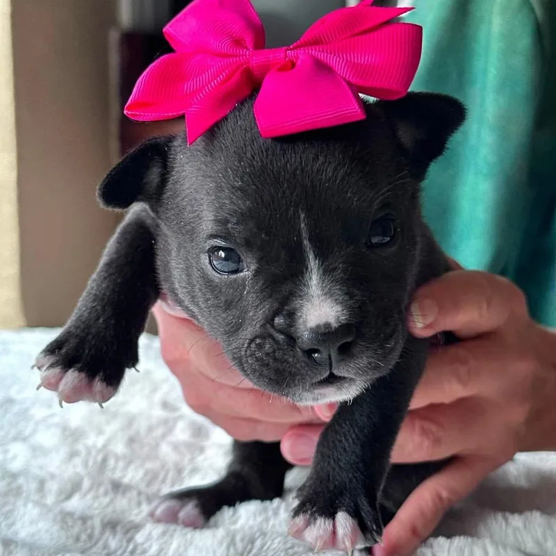 A baby medium-sized female Black Boston Terrier dog named Kylie Magic for adoption in Allen, TX