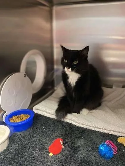 A senior medium-sized female Domestic Medium Hair cat named Oreo for adoption in Fergus Falls, MN