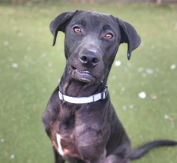 An adult large-sized male Mixed Breed dog named Ollie for adoption in Austin, TX