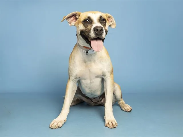 A young medium-sized female Boxer dog named Blue for adoption in Phoenix, AZ