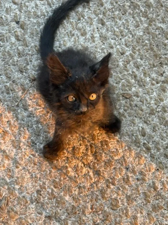 A baby medium-sized female Black Domestic Short Hair cat named Miss Mila for adoption in Sedalia, CO