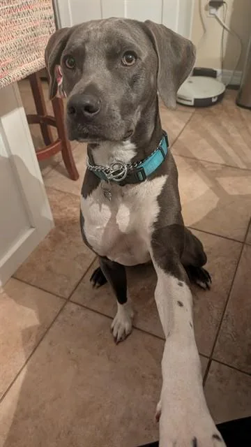 An adult large-sized male Mixed Breed dog named Bedrock for adoption in Fort Walton Beach, FL