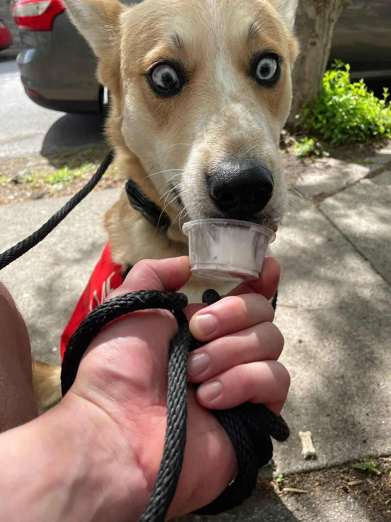 An adult medium-sized male Husky dog named Taco for adoption in Louisville, KY
