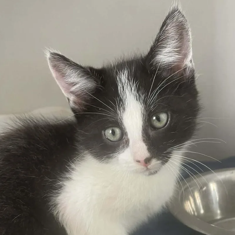 A baby small-sized male Black Domestic Short Hair cat named Gadget for adoption in Hemet, CA
