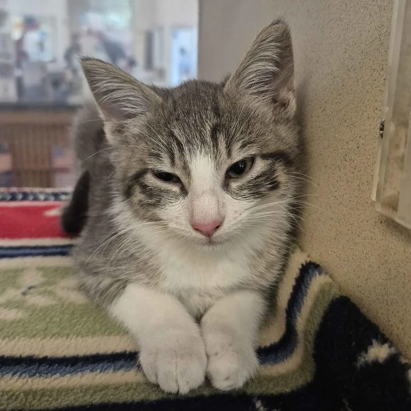A baby small-sized female Gray / Blue / Silver Domestic Short Hair cat named Iris for adoption in Gloucester, VA