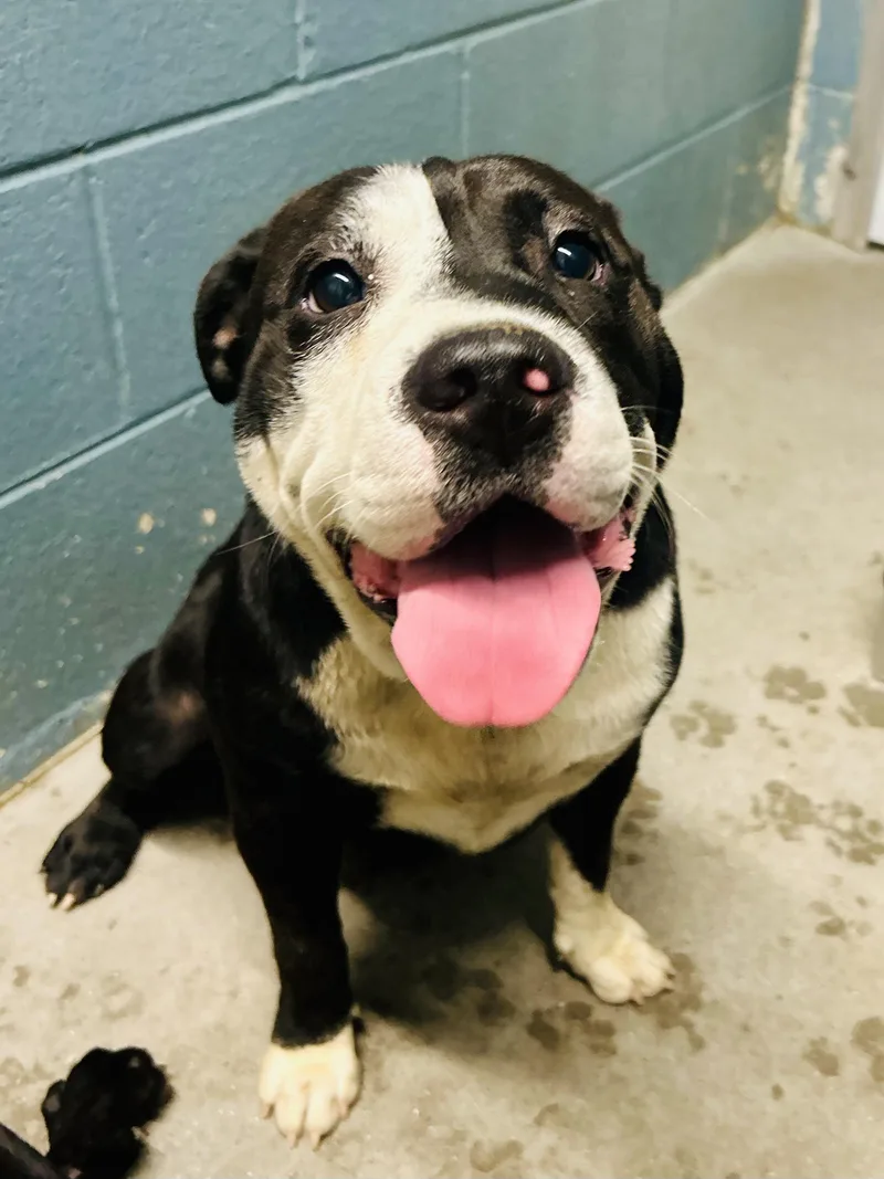 A baby medium-sized female American Bulldog dog named Soren for adoption in Cedarburg, WI