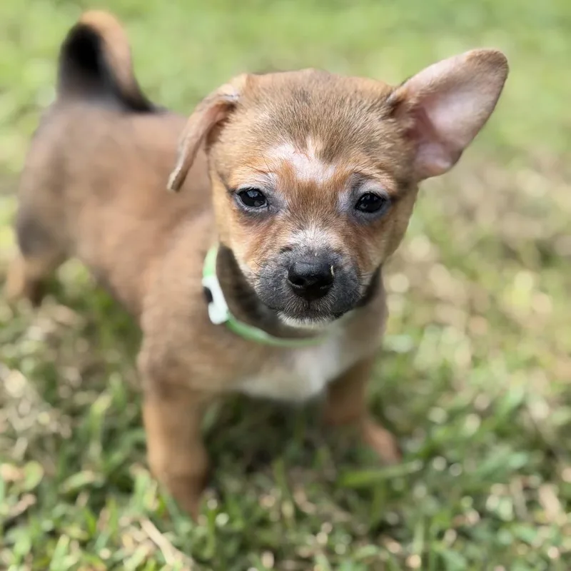 A baby small-sized male Brown / Chocolate Chihuahua dog named Lincoln for adoption in Wellington, FL
