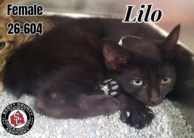 A baby small-sized female Manx cat named Lilo for adoption in Georgetown, KY
