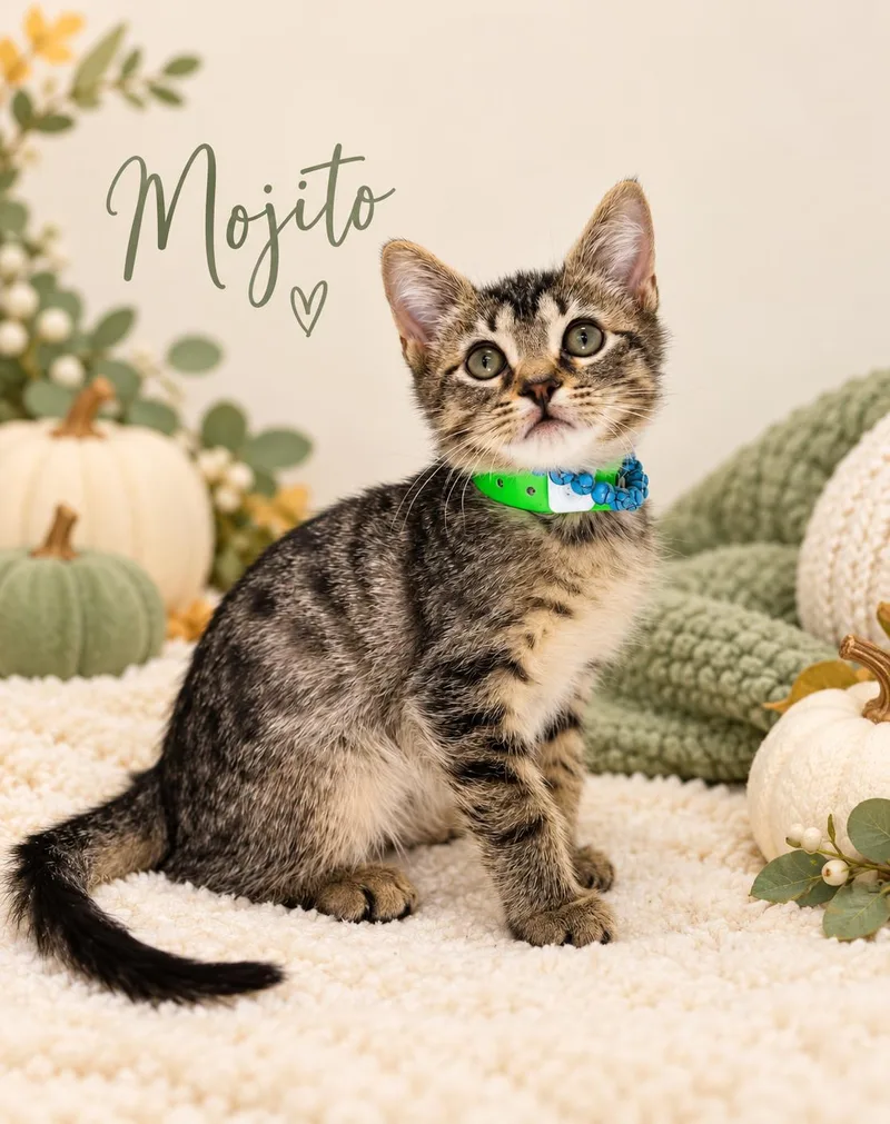 A baby small-sized male Tabby cat named Mojito for adoption in Tavares, FL