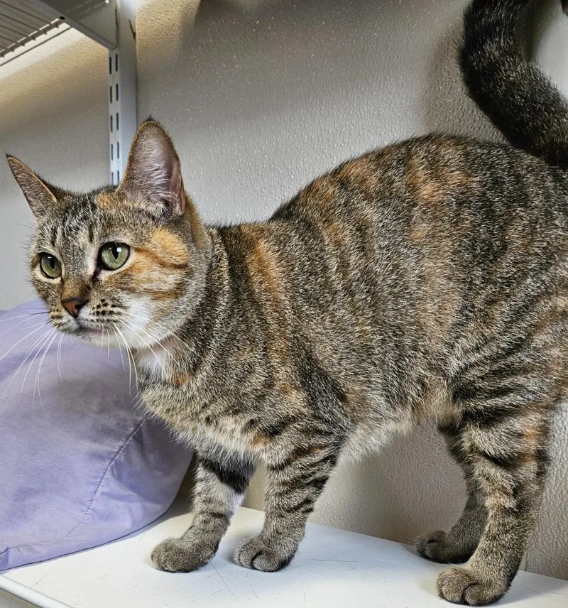 An adult small-sized female Domestic Short Hair cat named Daisy for adoption in Fremont, OH
