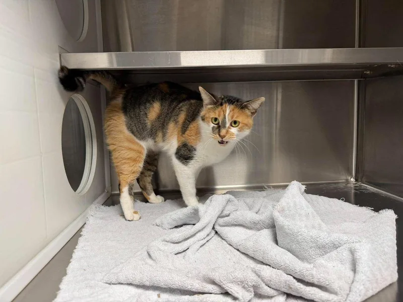An adult small-sized female Calico Domestic Short Hair cat named Elbie for adoption in Raleigh, NC