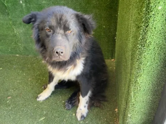 An adult large-sized male Akita dog named Little Foot for adoption in Lancaster, CA