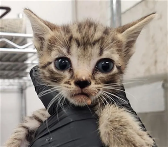 A baby small-sized female Domestic Short Hair cat named Molly for adoption in Fort Lauderdale, FL