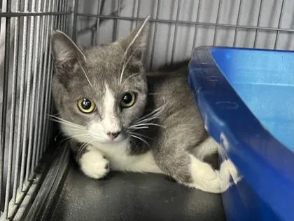An adult medium-sized female Domestic Short Hair cat named Dorothy for adoption in Seneca, SC