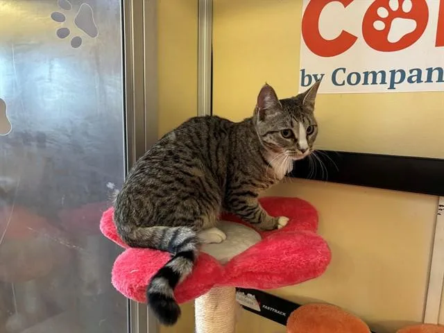 A young medium-sized female Domestic Short Hair cat named Lizzy for adoption in Lancaster, CA