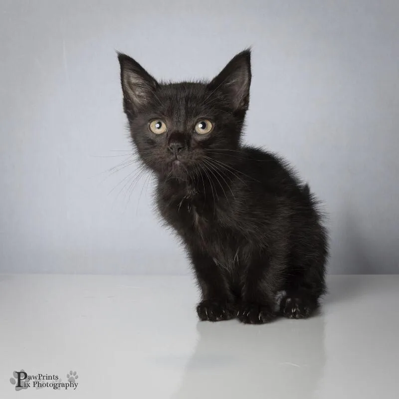 A young medium-sized female Black Domestic Short Hair cat named Noodles for adoption in Maryville, TN